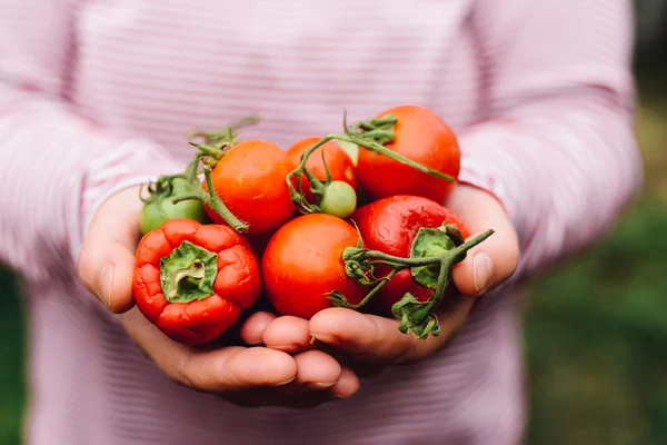 Mãos de agricultores com tomates recém-colhidos e pimenta. Fresco — Fotografia de Stock