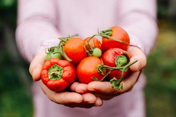 Farmers hands with freshly harvested tomatoes and pepper. Freshl — Stock Photo, Image