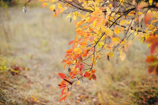 Fondo textura de hojas amarillas otoño hoja fondo. Grita. — Foto de Stock