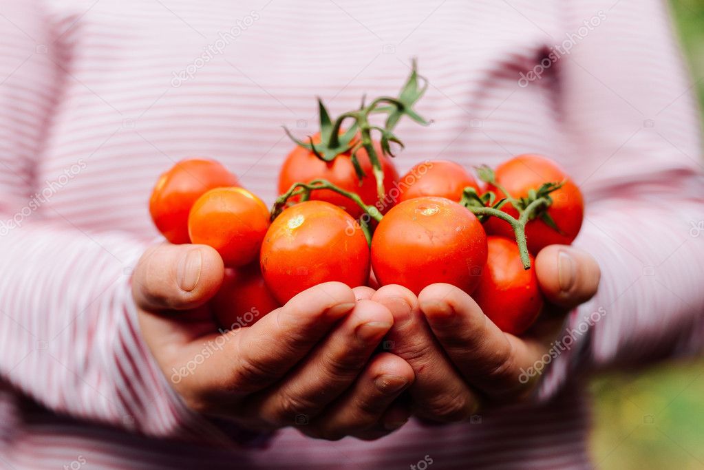 Farmers hands with freshly harvested tomatoes and pepper. Freshl