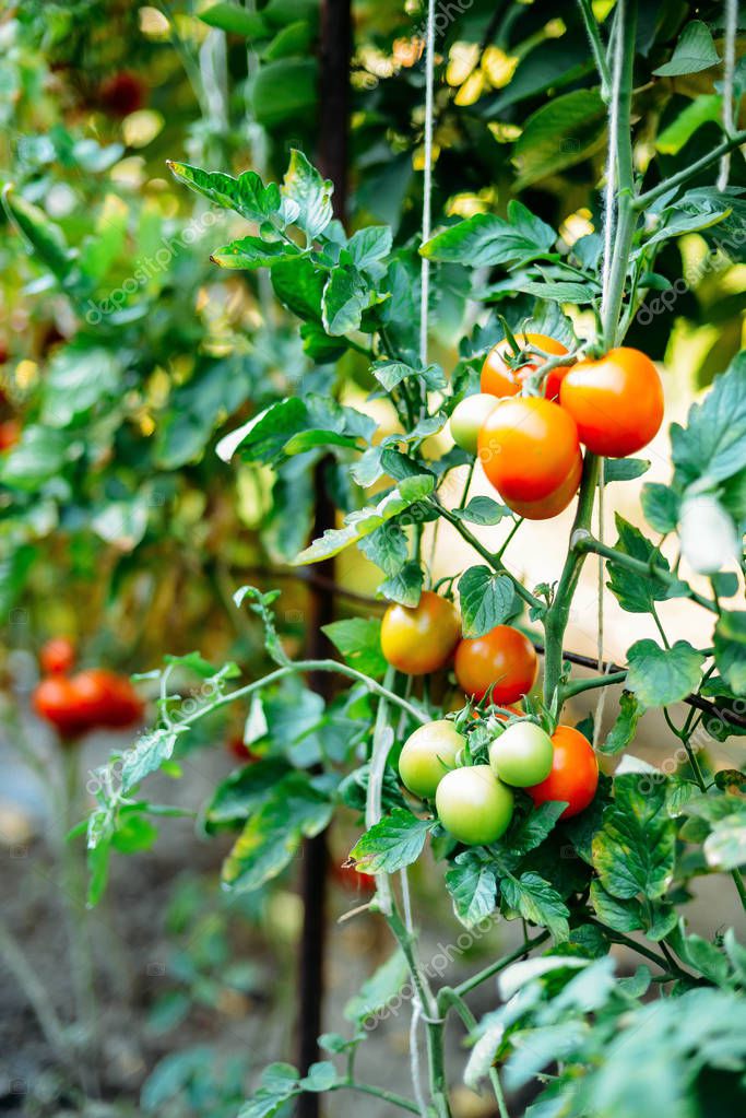 Vegetable garden with plants of red tomatoes. Ripe tomatoes on a