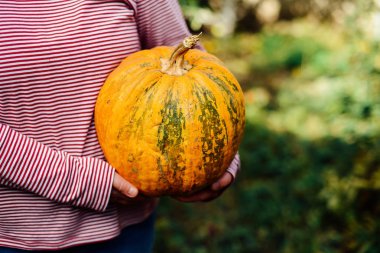 Olgun, organik, turuncu elinde kabak. Güneşli sonbahar günü. A yo