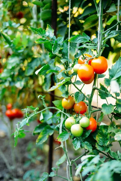 Potager avec des plantes de tomates rouges. Tomates mûres sur un — Photo