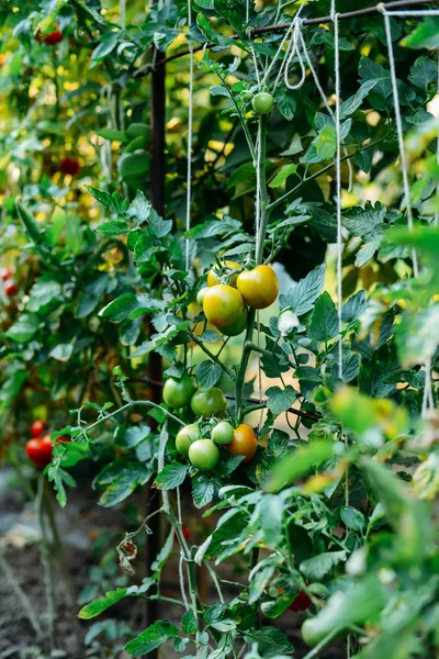 Kebun sayuran dengan tanaman tomat merah. Tomat matang pada — Stok Foto