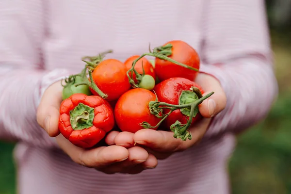 Petani tangan dengan tomat yang baru dipanen dan lada. Freshl — Stok Foto