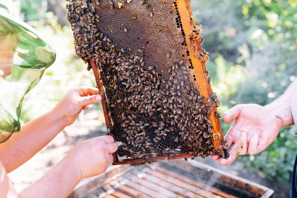 Molduras de uma colmeia de abelhas. Apicultor a colher mel. O fumante de abelha — Fotografia de Stock