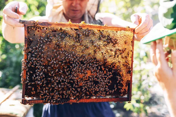 Keretek a méh kaptár. Méhész betakarítás méz. A méh dohányos — Stock Fotó