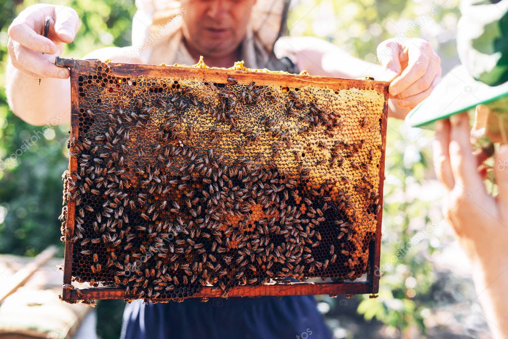 Frames of a bee hive. Beekeeper harvesting honey. The bee smoker