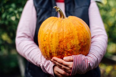 Olgun, organik, turuncu elinde kabak. Güneşli sonbahar günü. A yo