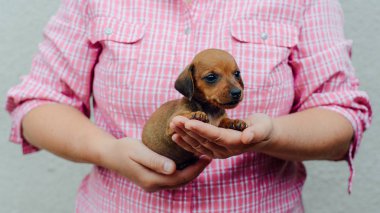  Dachshund Köpek yavrusu. Dachshund Köpek yavrusu portre açık havada. çok şirin 