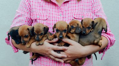  Dachshund Köpek yavrusu. Dachshund Köpek yavrusu portre açık havada. çok şirin 
