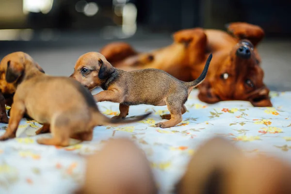 Teckel pup. Teckel puppy portret buitenshuis. veel leuke — Stockfoto