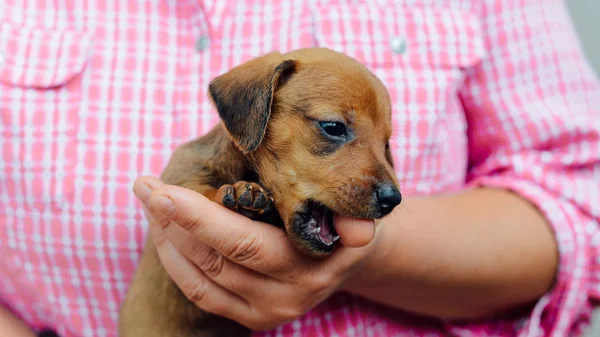 Teckel pup. Teckel puppy portret buitenshuis. veel leuke — Stockfoto