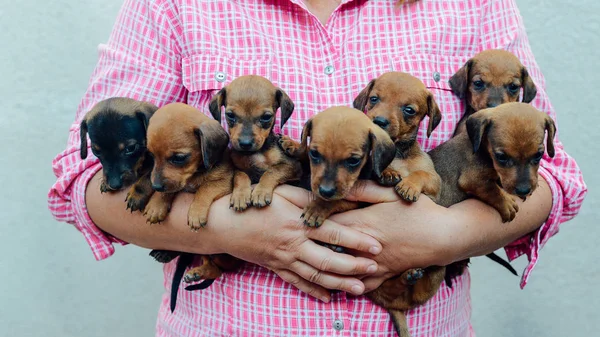 Cachorro dachshund. retrato de cachorro dachshund al aire libre. muchos lindo — Foto de Stock