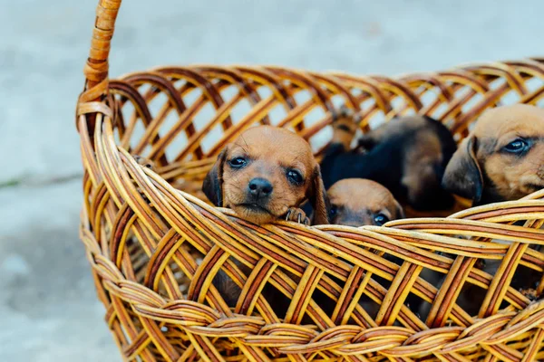 Cachorrinho do Dachshund. retrato de cachorro dachshund ao ar livre. muitos bonito — Fotografia de Stock