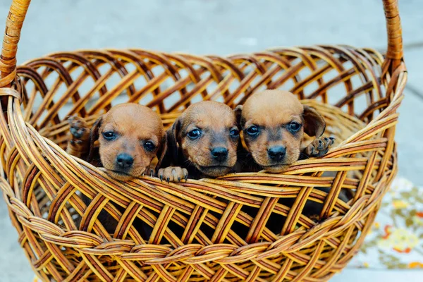 Teckel pup. Teckel puppy portret buitenshuis. veel leuke — Stockfoto