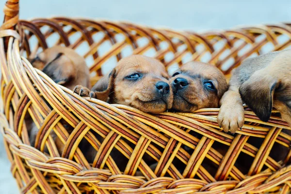 Dachshund puppy. dachshund puppy portrait outdoors. many  cute — Stock Photo, Image