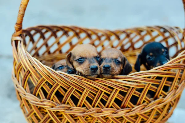 Dachshund puppy. dachshund puppy portrait outdoors. many  cute — Stock Photo, Image