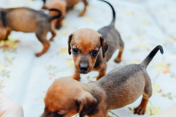 Cachorro dachshund. retrato de cachorro dachshund al aire libre. muchos lindo — Foto de Stock