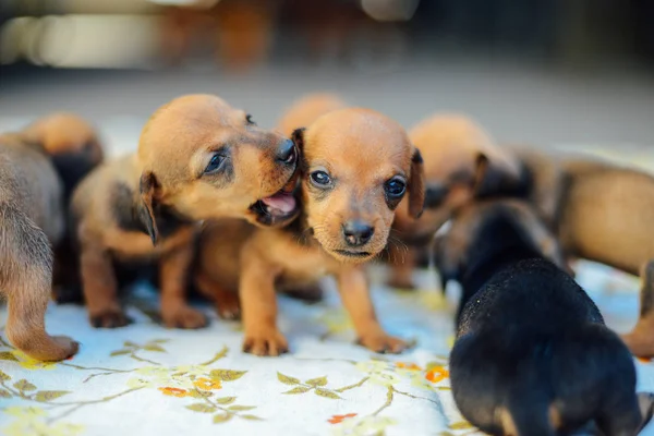 Cucciolo di bassotto. ritratto del cucciolo del bassotto all'aperto. molti carino — Foto Stock