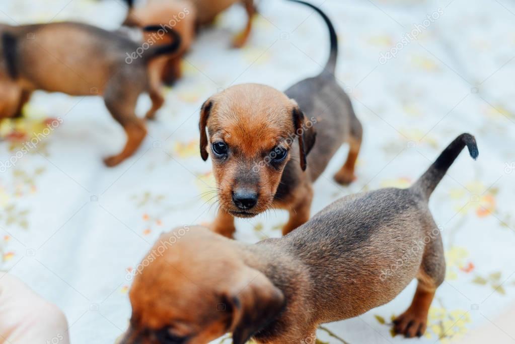  dachshund puppy. dachshund puppy portrait outdoors. many  cute 