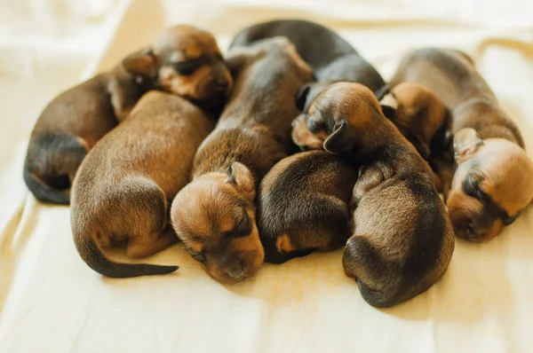  Dachshund Köpek yavrusu. Dachshund Köpek yavrusu portre açık havada. çok şirin 