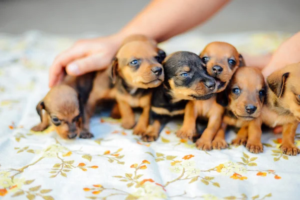 Teckel pup. Teckel puppy portret buitenshuis. veel leuke — Stockfoto