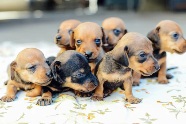 Cachorro dachshund. retrato de cachorro dachshund al aire libre. muchos lindo — Foto de Stock