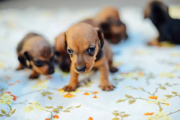 Teckel pup. Teckel puppy portret buitenshuis. veel leuke — Stockfoto