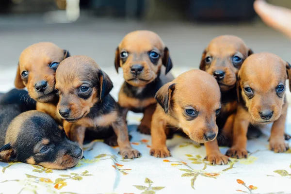 Cachorrinho do Dachshund. retrato de cachorro dachshund ao ar livre. muitos bonito — Fotografia de Stock