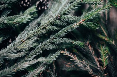 Tatil çekim sahne ve arka planlar çeşitli geniş dizi. Boşaltmak için reklamlar bir sürü. Noel üzerinde ahşap masa sunar. Hediyeler Noel temalı ambalaj kağıt sarılmış birkaç.