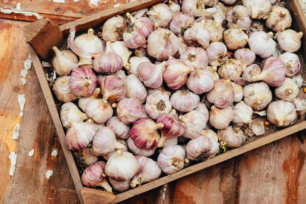 Close-up garlic bulbs and garlic cloves on wodeen background. Ga — Stock Photo, Image