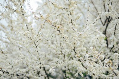 Kiraz çiçekleri dalı. Genç çiçek bahar. Güneş ışığı bir uçtan bir uca