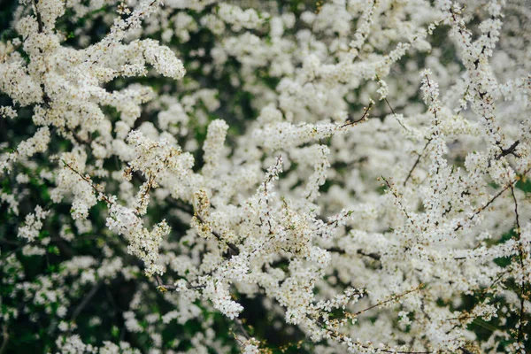Una rama de flores de cerezo. Flores jóvenes de primavera. Luz del sol thro — Foto de Stock