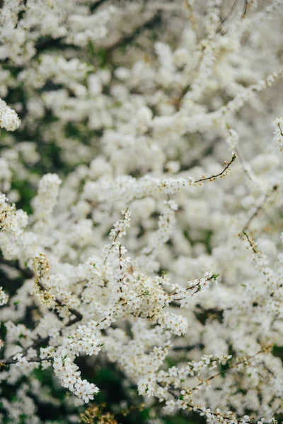 Una rama de flores de cerezo. Flores jóvenes de primavera. Luz del sol thro —  Fotos de Stock