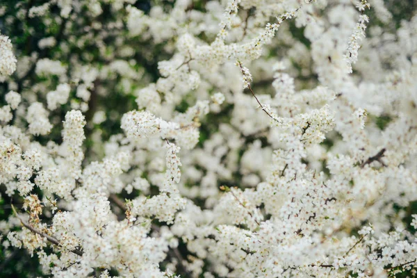 Cseresznye virágok ága. Fiatal virágok tavasszal. Napfény keresztül — Stock Fotó
