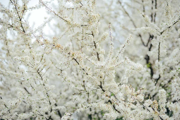 Una rama de flores de cerezo. Flores jóvenes de primavera. Luz del sol thro —  Fotos de Stock