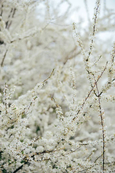 Een tak van de kersenbloesem. Jonge bloemen van de lente. Zonlicht thro — Stockfoto