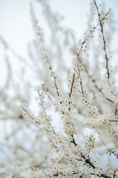 Una rama de flores de cerezo. Flores jóvenes de primavera. Luz del sol thro —  Fotos de Stock