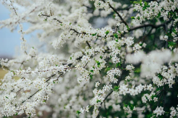 Cseresznye virágok ága. Fiatal virágok tavasszal. Napfény keresztül — Stock Fotó