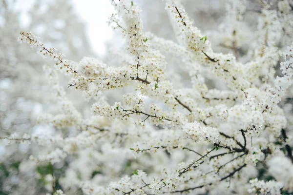 Una rama de flores de cerezo. Flores jóvenes de primavera. Luz del sol thro —  Fotos de Stock