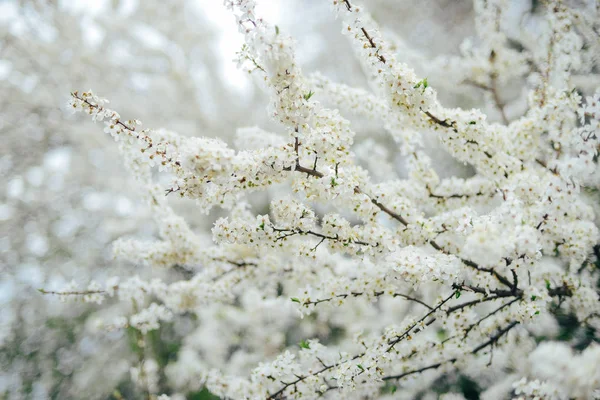 Una rama de flores de cerezo. Flores jóvenes de primavera. Luz del sol thro —  Fotos de Stock