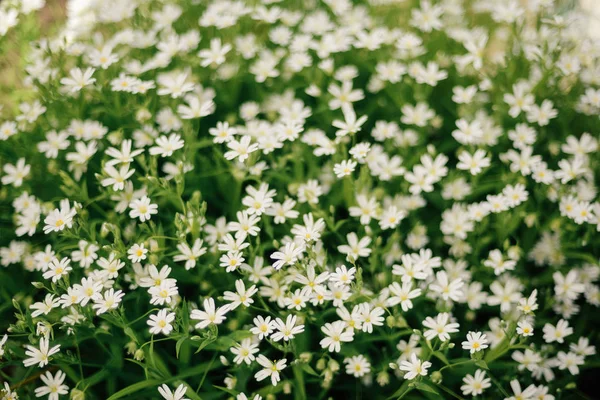 Many white flowers in top view of meadow — Stock Photo, Image