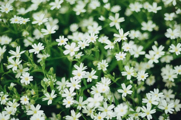 Many white flowers in top view of meadow — Stock Photo, Image