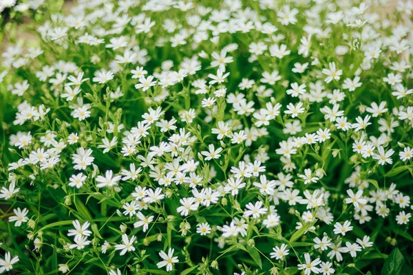 Many white flowers in top view of meadow — Stock Photo, Image