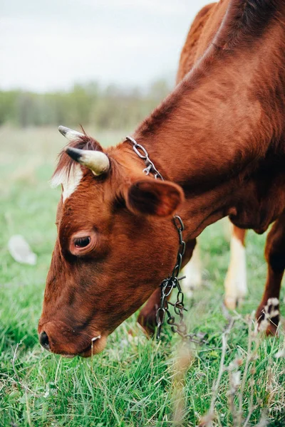 Tehenek a nyári legelőn — Stock Fotó