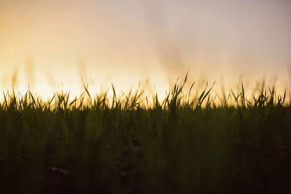 Hierba en el campo durante el amanecer. Paisaje agrícola en el —  Fotos de Stock