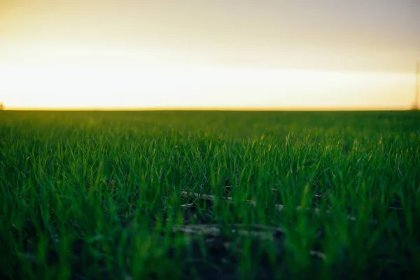 Hierba en el campo durante el amanecer. Paisaje agrícola en el —  Fotos de Stock