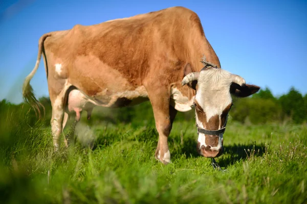 Vaca leiteira no campo, belo céu no fundo . — Fotografia de Stock