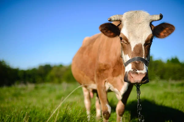 Vaca lechera en el campo, hermoso cielo en el fondo . — Foto de Stock